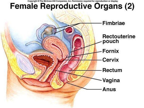 Uncle recomended you anal sex during get pregnant Can