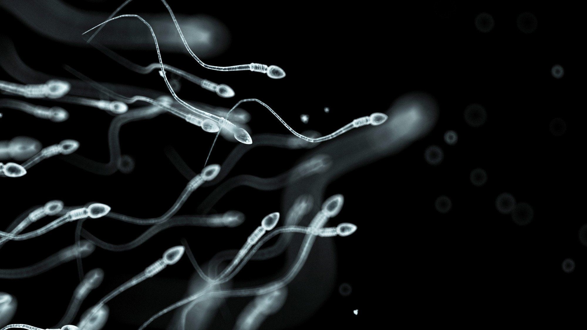 Make sperm reproduce faster