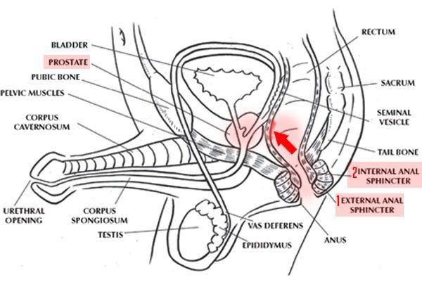 Lump between anus and testicles
