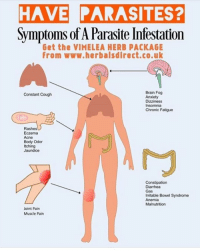Itchy anus parasite