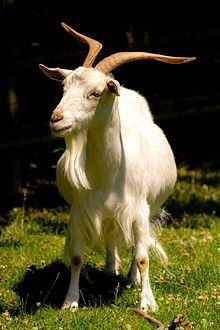 best of Breed goat Asian