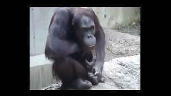 Kevlar reccomend Sex with chimp porn