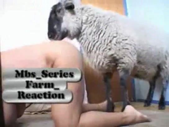 best of Pussy a i fucked sheeps