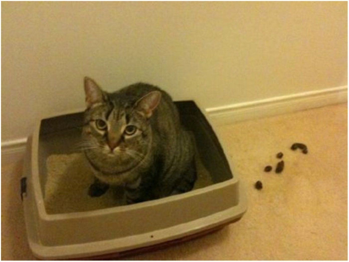 Jessica R. reccomend Cat just started peeing outside litter box