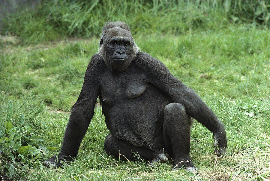 Gorillas having sex nude