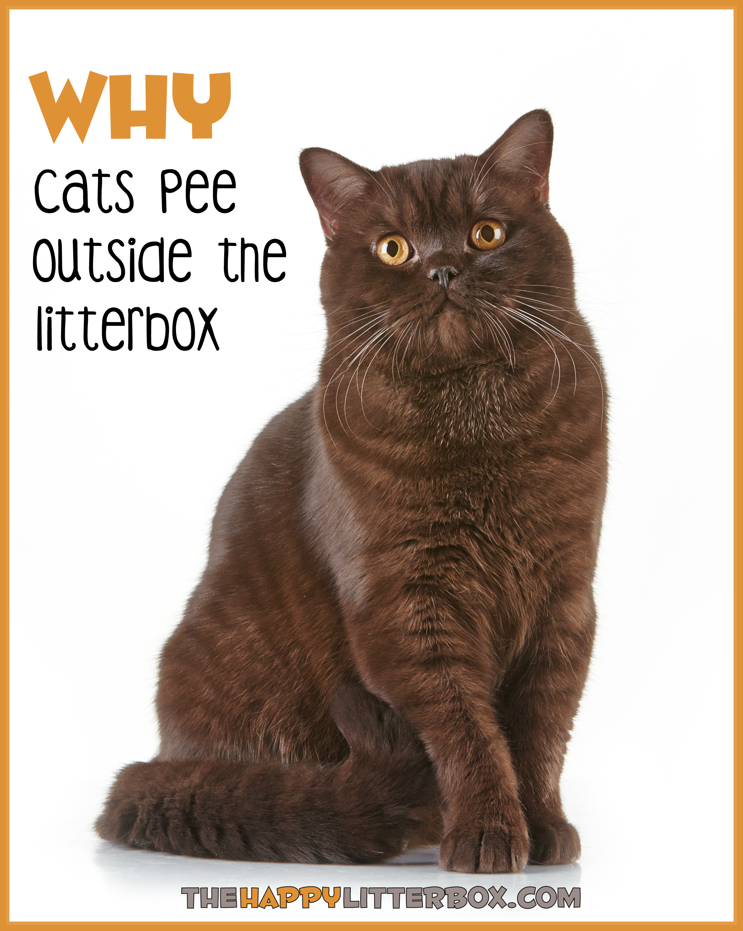 best of Just peeing Cat litter box outside started