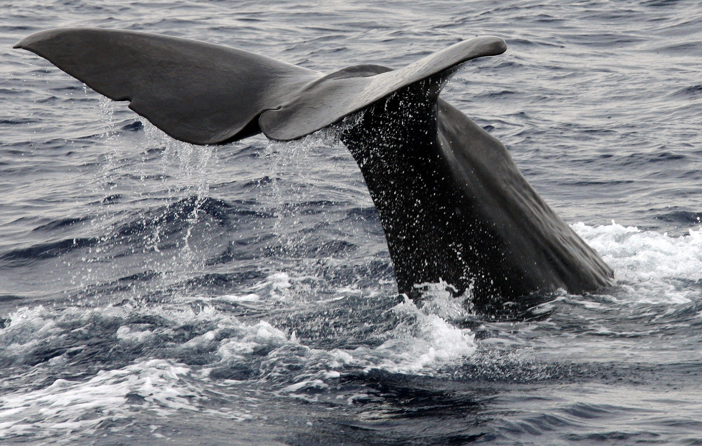 Junk reccomend Global warming affecting sperm whale