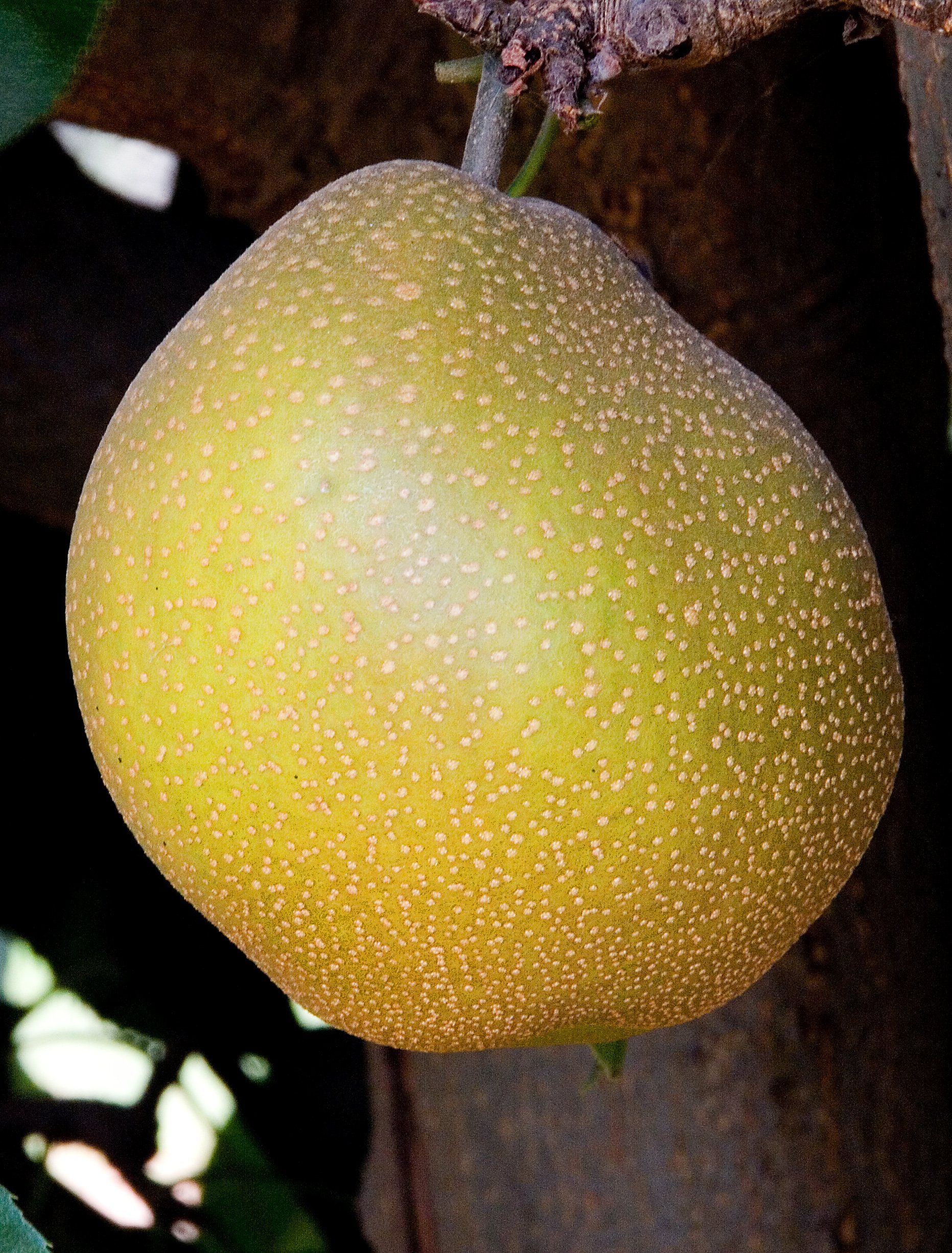 best of Apple Asian varieties pear