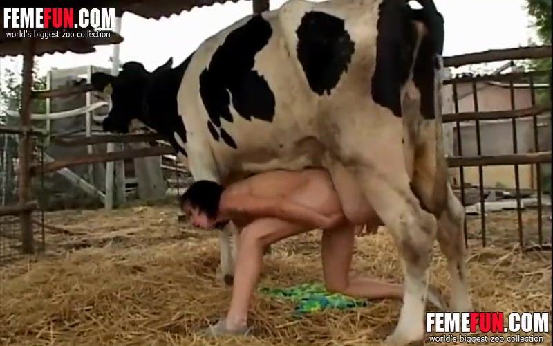 A women fuking a cow