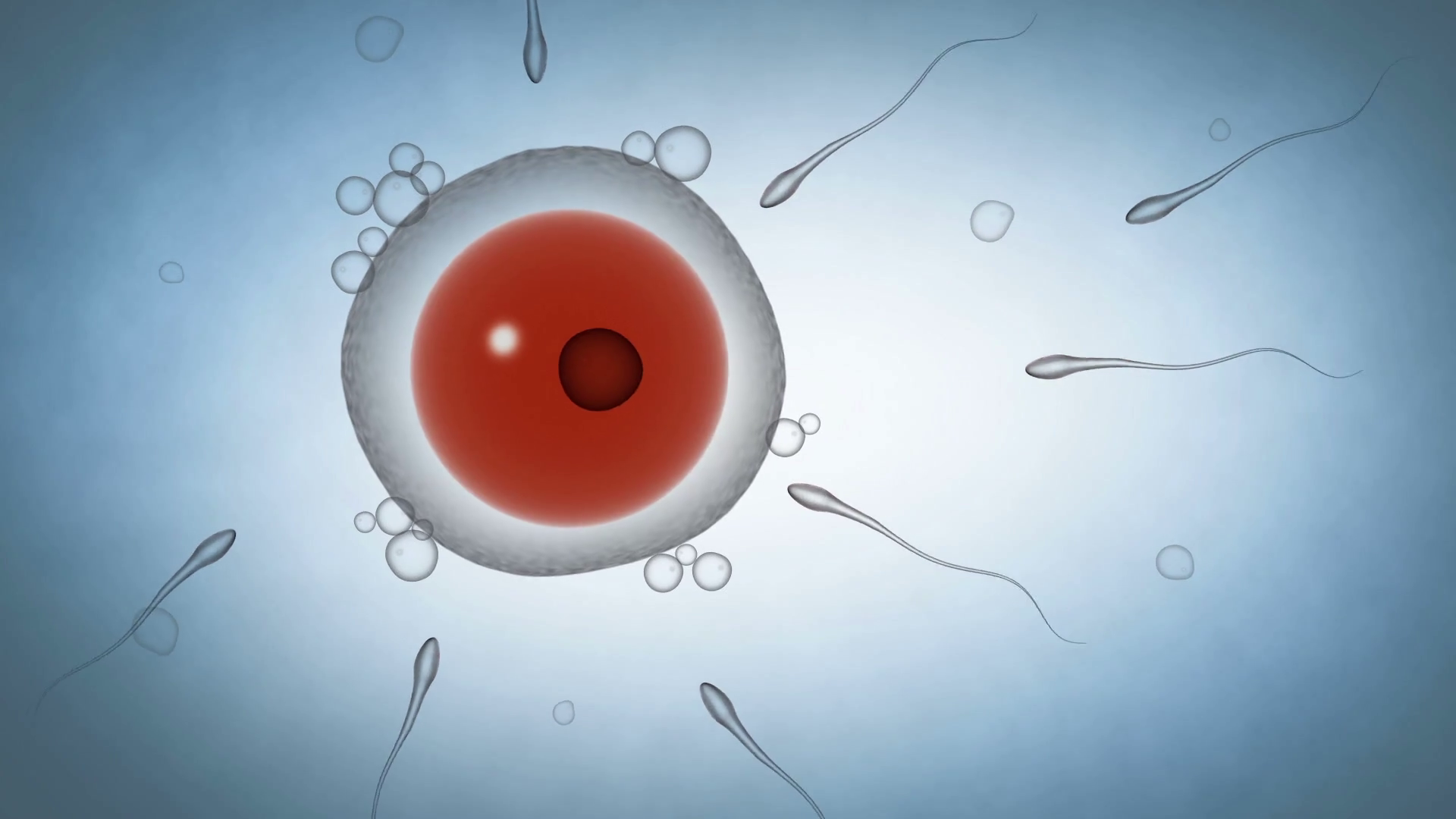 best of Videos Sperm entering a egg