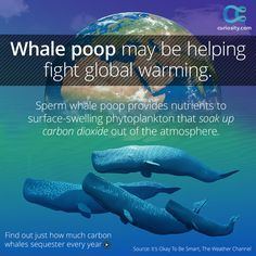 best of Whale sperm Global affecting warming