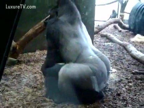 Mastodon reccomend Gorillas having sex nude