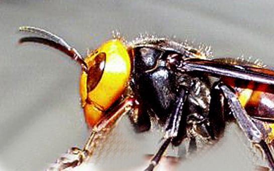 Chef reccomend London wasps amateur