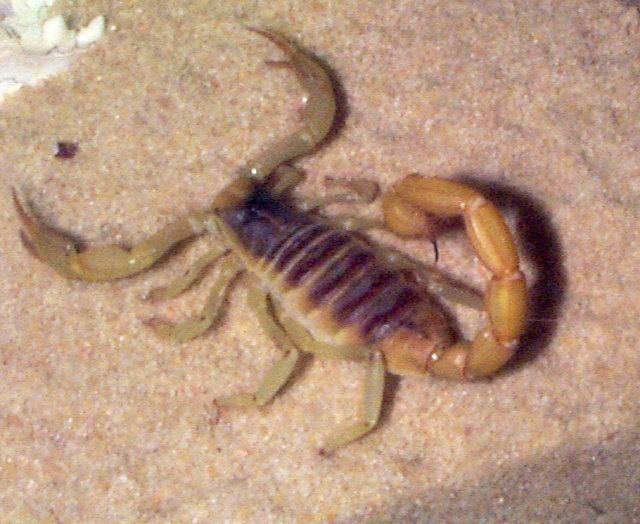 Cookie reccomend The desert hairy scorpion Hairy