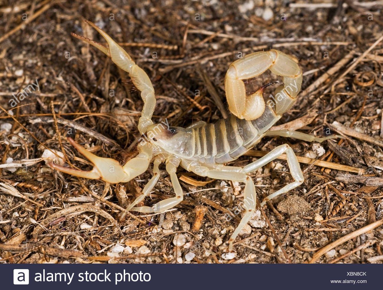 Whirly reccomend The desert hairy scorpion Hairy