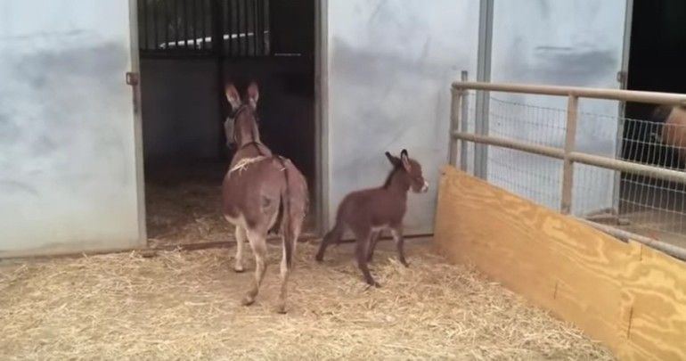 Rhubarb reccomend Mom make love with donkey