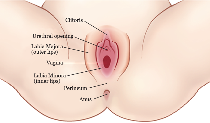 best of Behind urethra Is clitoris the the