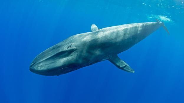 Green T. reccomend Sperm whale roar