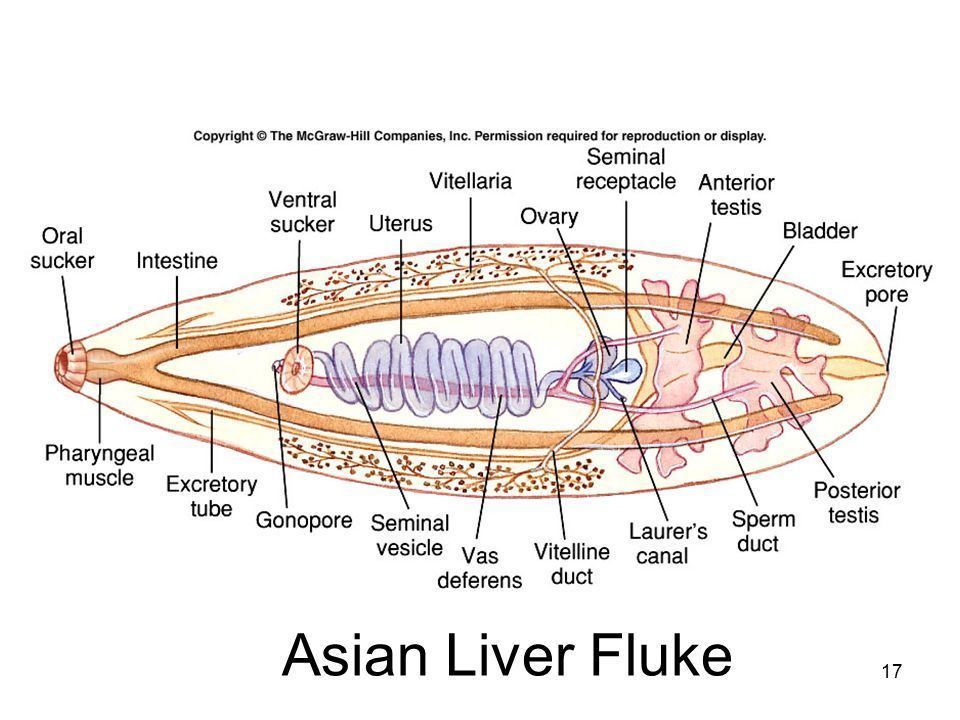 best of Fluke Asian liver