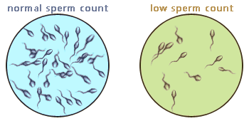 Have low sperm count