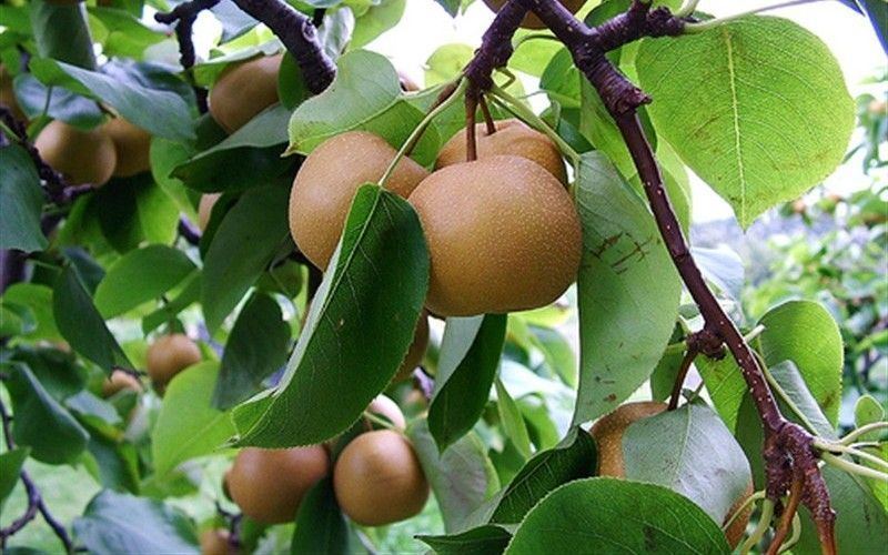 Shift recomended Asian pear tree planting