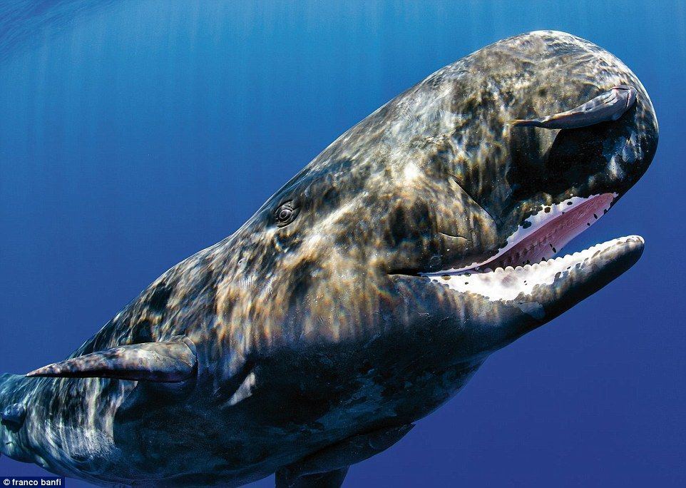 Coma reccomend Sperm whale roar