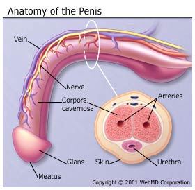 Sperm a healthy penis