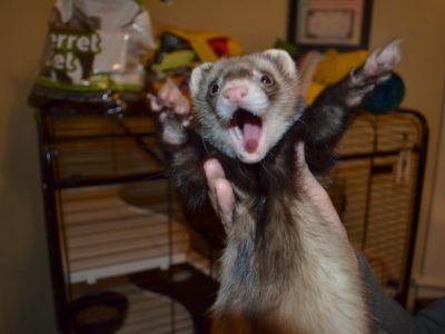 best of Ferrets Very funny