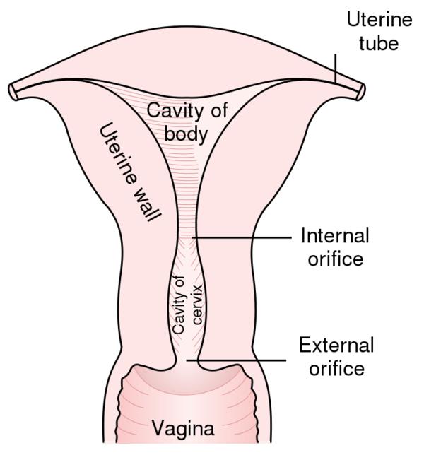 best of Sex after Vagina hurts