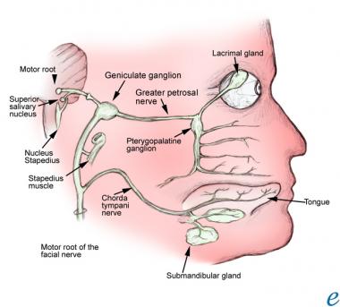 Ladybug recommendet Facial peripheral nerve damage dental