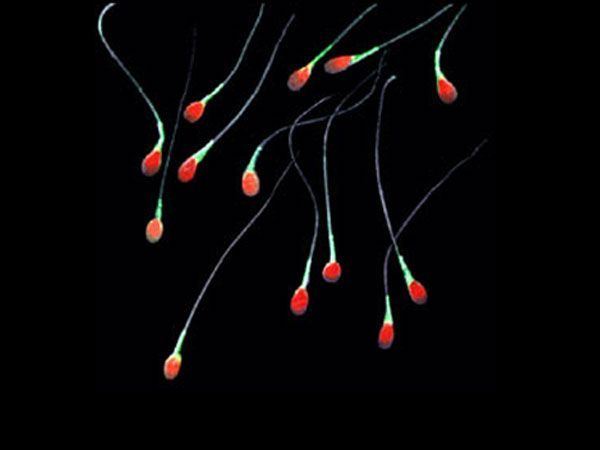 best of Do cells live long How sperm