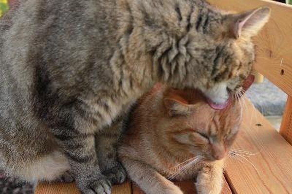 best of Theirs lick do Why cats