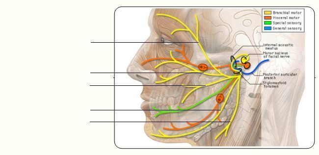 The L. reccomend Branches of the facial nerve