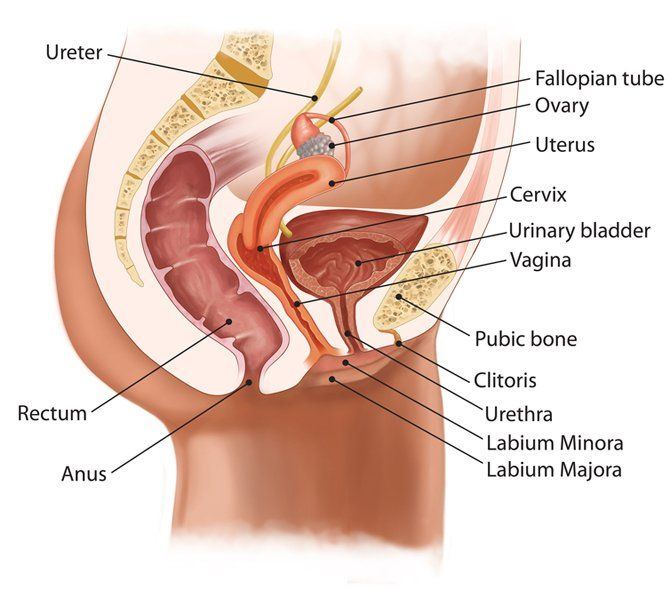 General reccomend Locating the clitoris