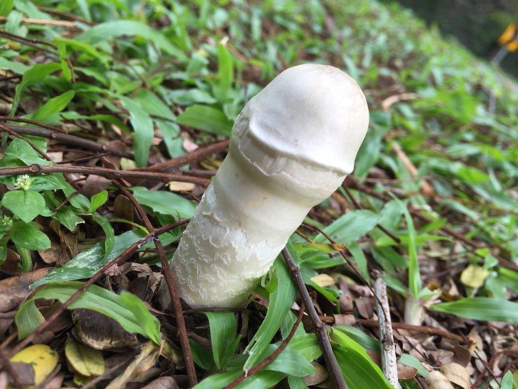 Male mushroom spunk Fun Penis Facts