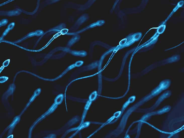 How can you see a sperm