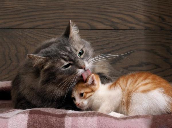 Why do cats lick theirs