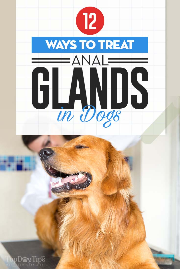 best of Anal glands treatment K9