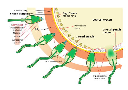 Banjo reccomend Cell diagram sperm