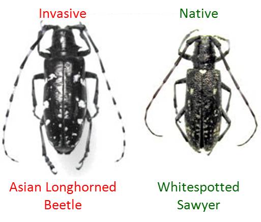 Sideline reccomend Asian longhorned beetle or pine sawyer