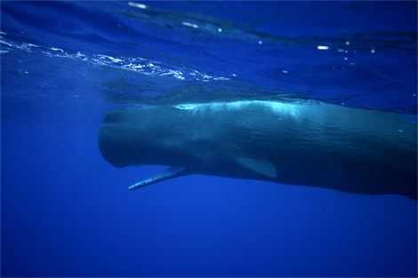 Sperm whale mating groups
