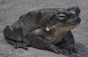 best of Habitat toads Asian river