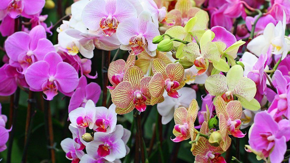 Pecan reccomend Get mature orchids