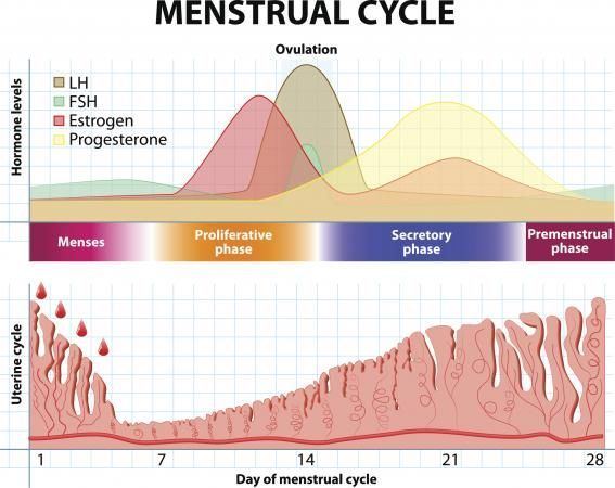 best of Menses Getting pregnant during
