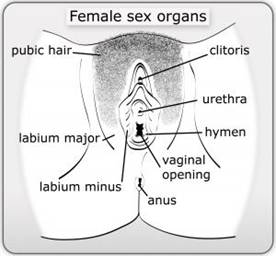 Knee-Buckler reccomend Locating the clitoris