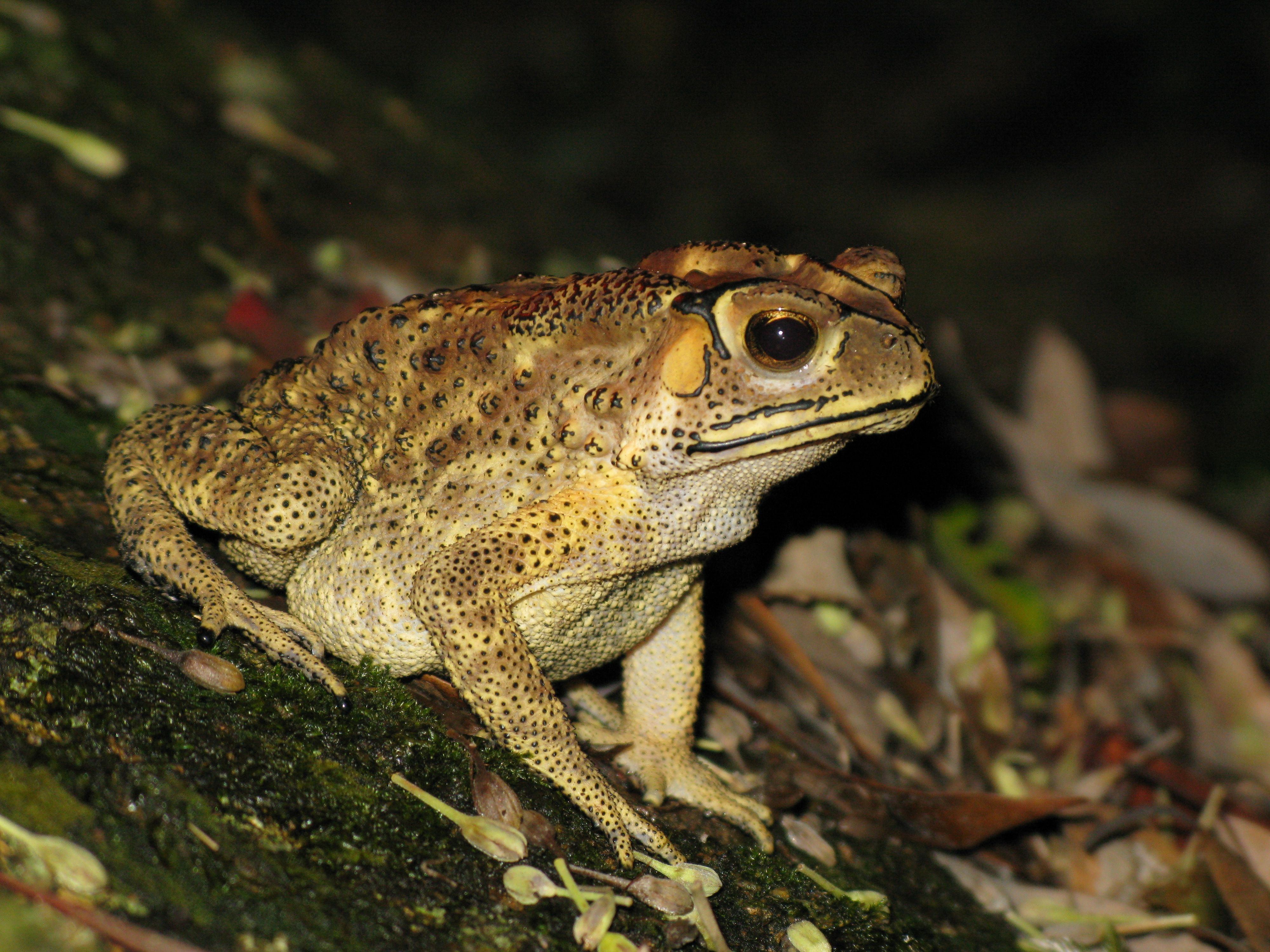 Asian river toads habitat