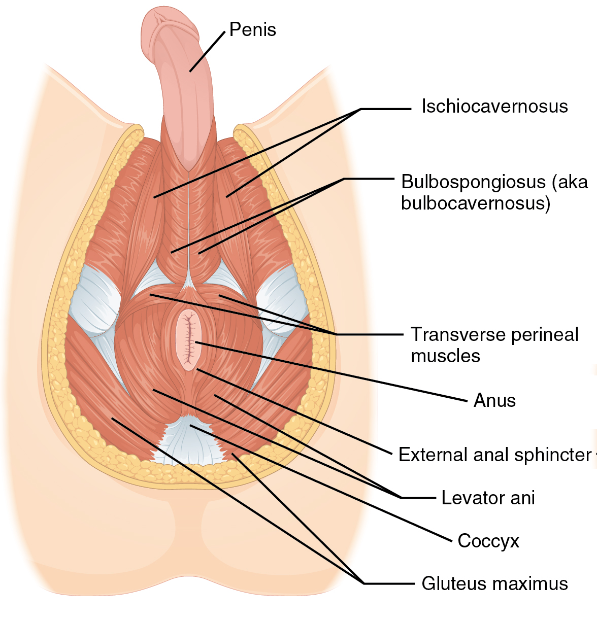Mushroom reccomend Cyst between scrotum and anus
