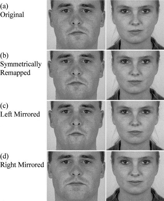 Facial attraction studies