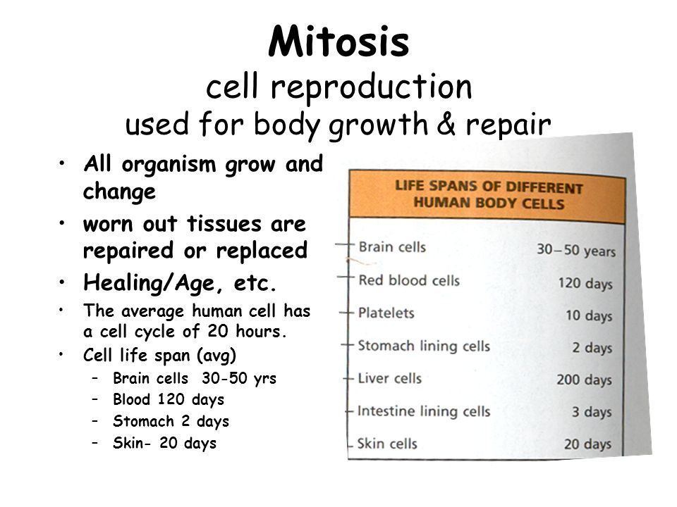 Snow W. reccomend Cell life span sperm