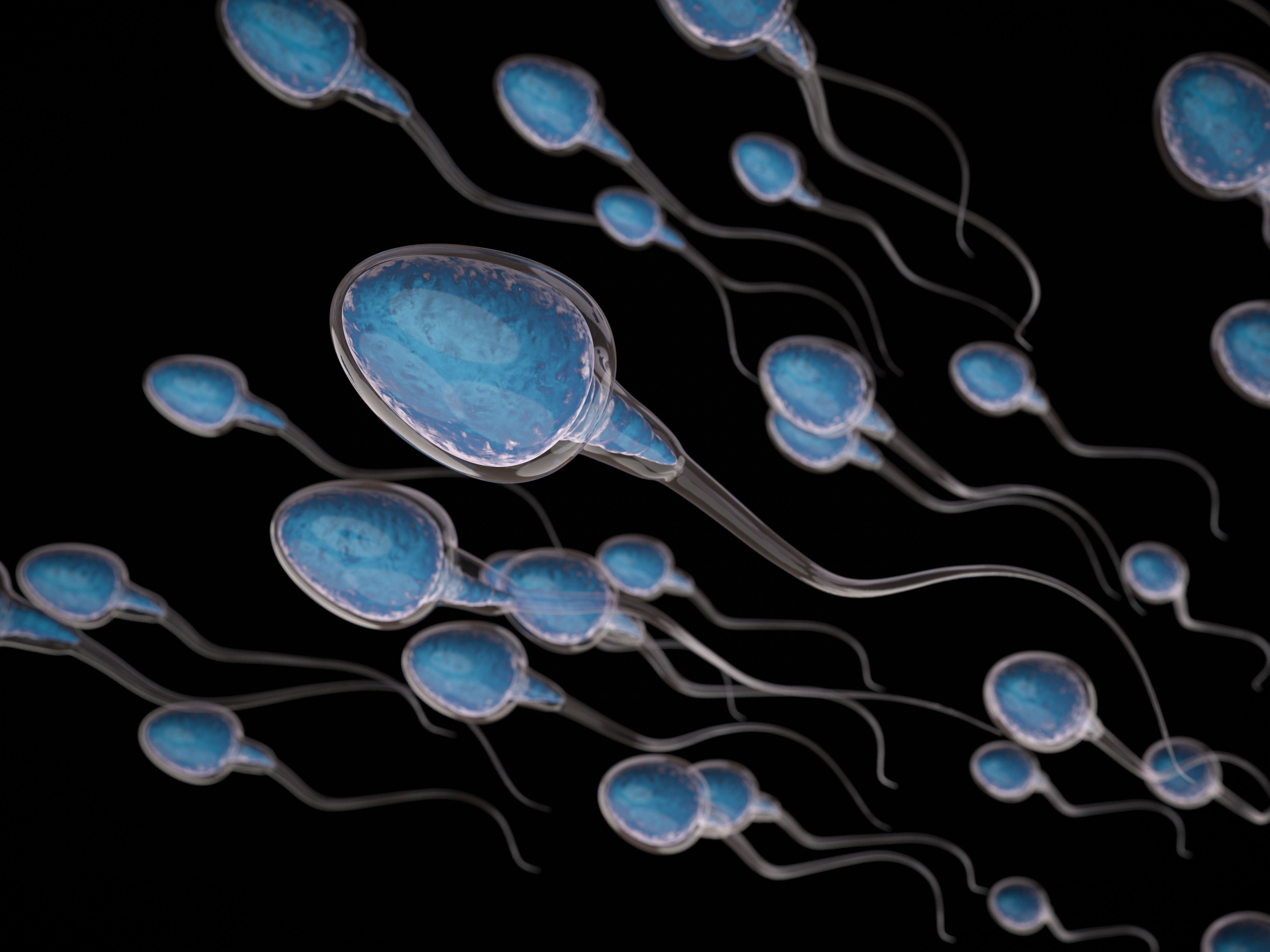 Sperm studies ucla